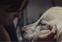 Los pasos finales de un perro