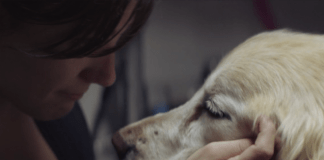 Los pasos finales de un perro
