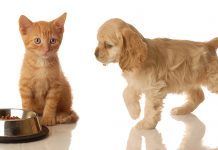 Las mascotas se toman el Cyber Monday