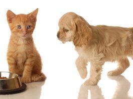 Las mascotas se toman el Cyber Monday