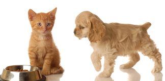 Las mascotas se toman el Cyber Monday