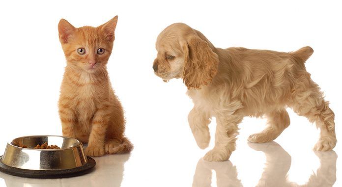 Las-mascotas-se-toman-el-Cyber-Monday