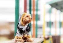 Primera versión de Expopet 2022, la feria que reúne diversas actividades educativas para los amantes de las mascotas